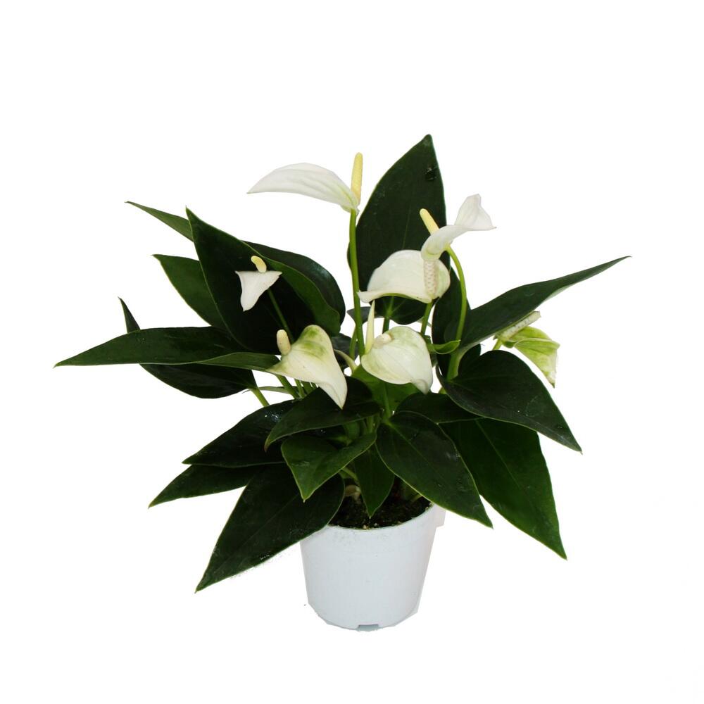 Original-Shopaufnahme: Kleine Flamingoblume Anthurium andreanum Baby-Anthurie Mini-Pflanze 7cm Topf weiss blühend White Champion