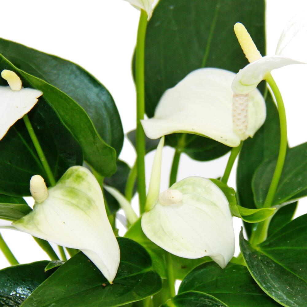 Original-Shopaufnahme: Kleine Flamingoblume Anthurium andreanum Baby-Anthurie Mini-Pflanze 7cm Topf weiss blühend White Champion