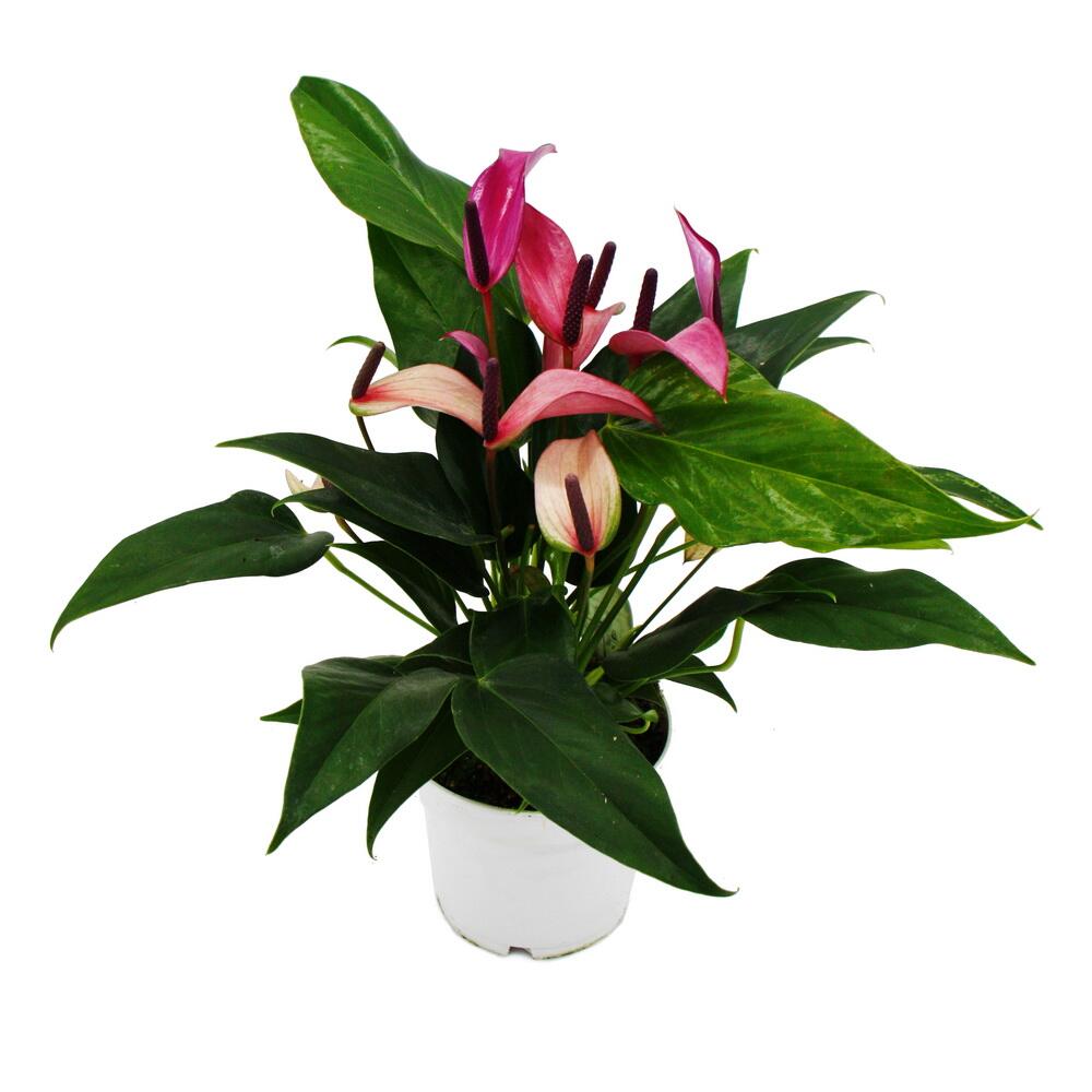 Original-Shopaufnahme: Flamingoblume - Anthurium andreanum "Zizou"- Anthurie - 12cm Topf - lila blühend