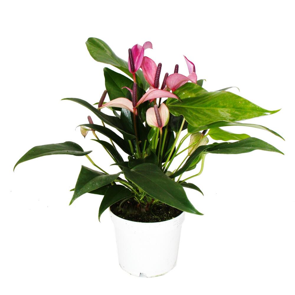 Original-Shopaufnahme: Flamingoblume - Anthurium andreanum "Zizou"- Anthurie - 12cm Topf - lila blühend