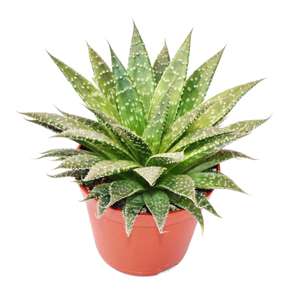 Grannen-Aloe – Original-Shopansicht 1