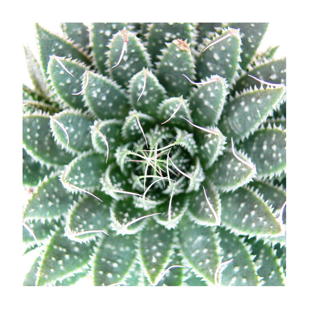 Grannen-Aloe – Original-Shopansicht 2