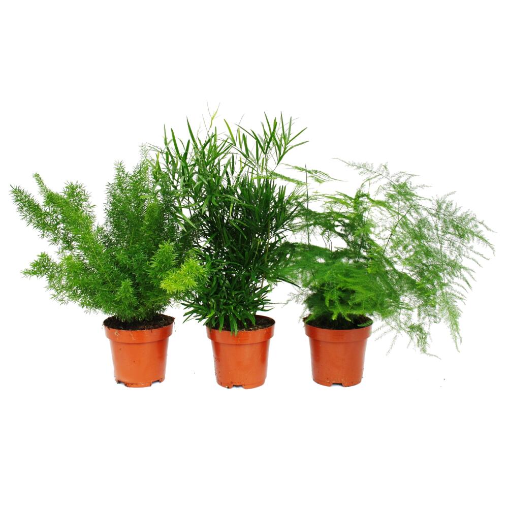 Original-Shopaufnahme: Zierspargel - 3er Set - 3 verschiedene Asparagus Pflanzen