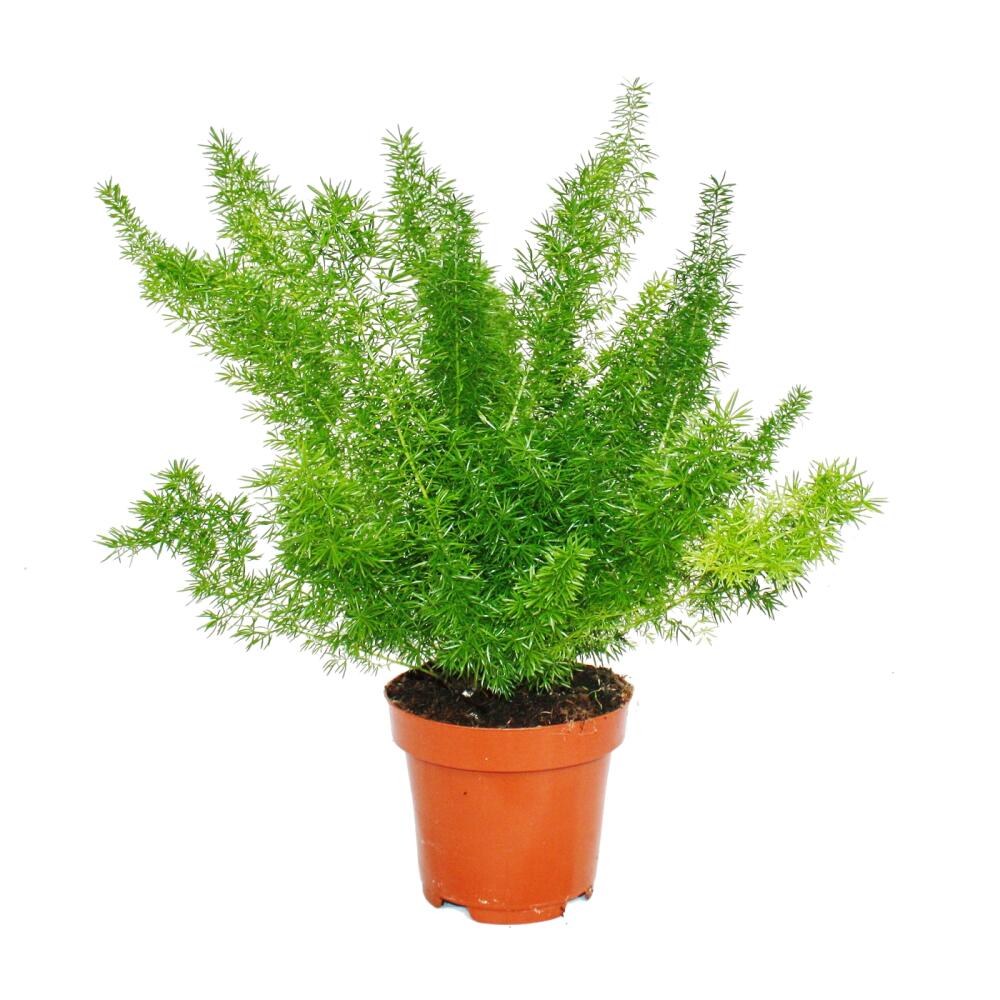 Original-Shopaufnahme: Zierspargel - 3er Set - 3 verschiedene Asparagus Pflanzen