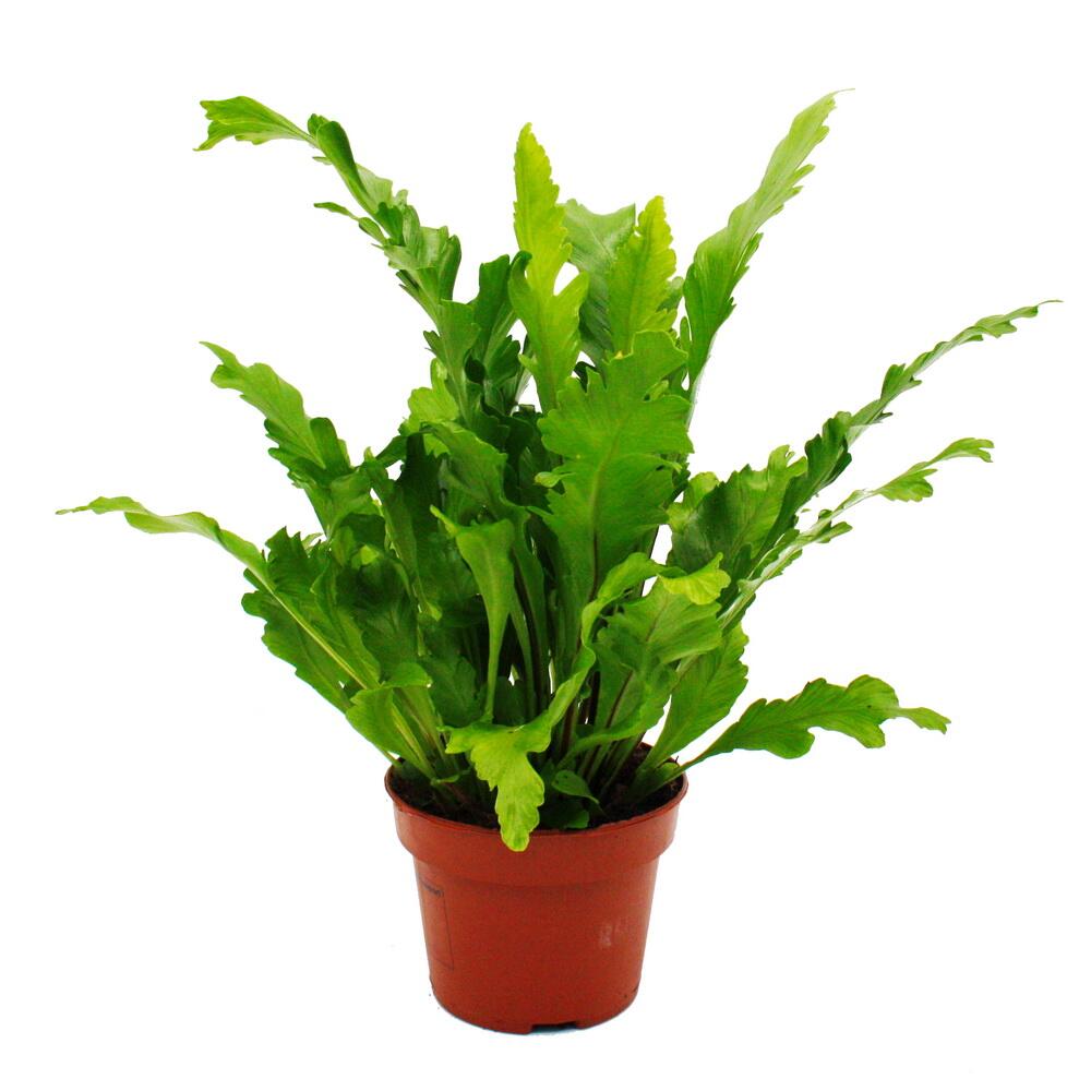 Original-Shopaufnahme: Asplenium nidus Campio - besondere Farn-Sorten fürs Zimmer - Nestfarn - 12cm Topf - ca. 25cm hoch