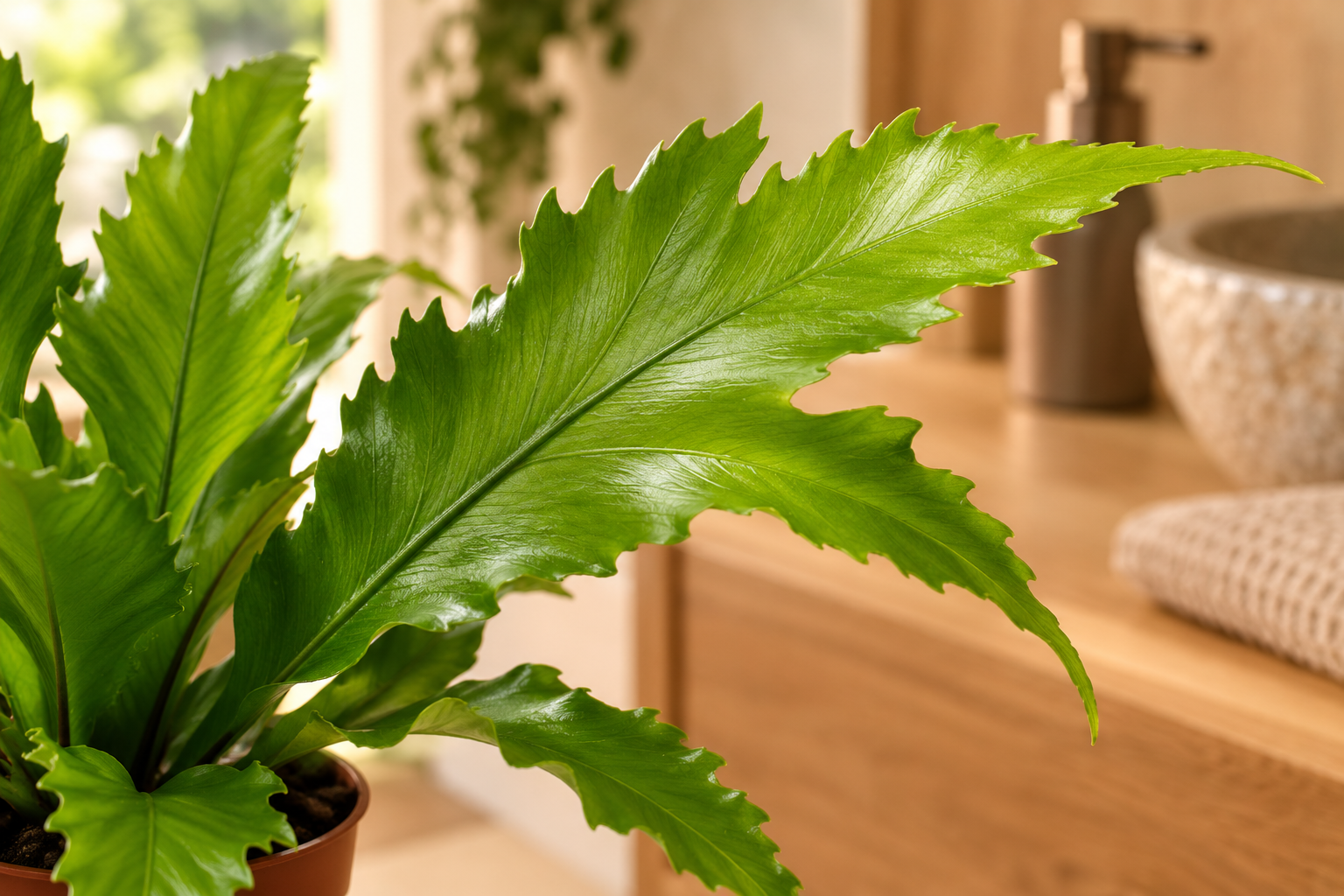Vergrößerte KI-Detailansicht von Asplenium 'Gioia' (im Shop: Asplenium nidus Gioia)