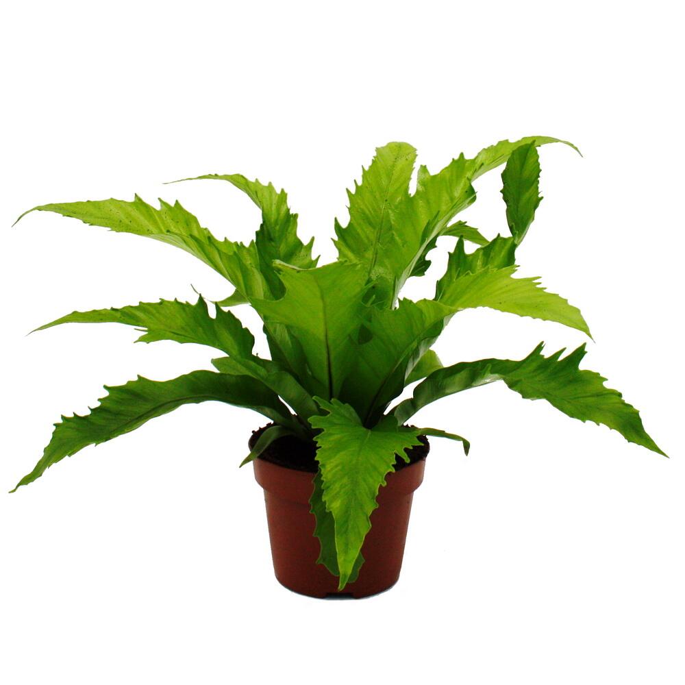Original-Shopaufnahme: Asplenium nidus Gioia besondere Farn-Sorten fürs Zimmer Nestfarn 12cm Topf ca. 25cm hoch Gioia