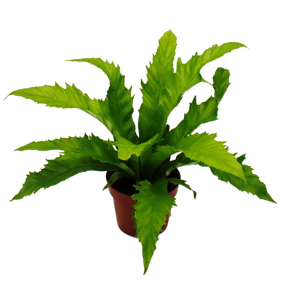 Original-Shopaufnahme: Asplenium nidus Gioia besondere Farn-Sorten fürs Zimmer Nestfarn 12cm Topf ca. 25cm hoch Gioia