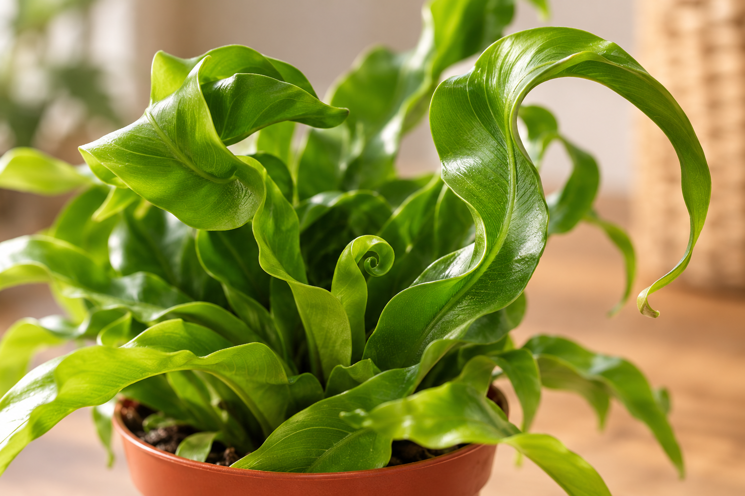 Vergrößerte KI-Detailansicht von Asplenium antiquum 'Hurricane'