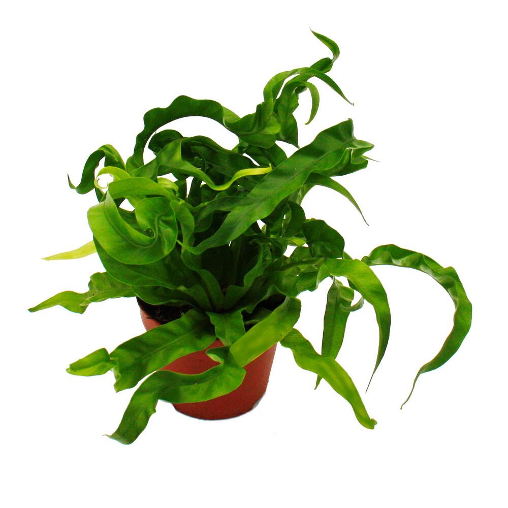 Original-Shopaufnahme: Asplenium antiquum Hurricane besondere Farn-Sorten fürs Zimmer Nestfarn 12cm Topf ca. 25cm hoch