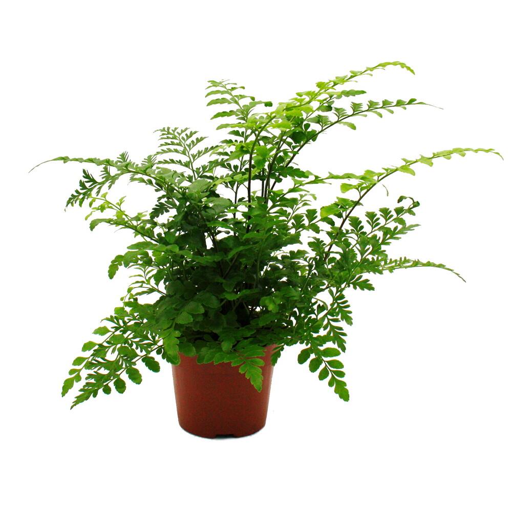 Original-Shopaufnahme: Asplenium dimorphum Parvati besondere Farn-Sorten fürs Zimmer Streifenfarn 12cm Topf ca. 25cm hoch