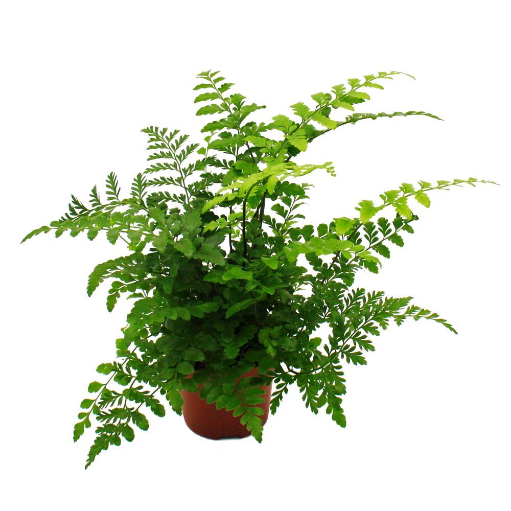 Original-Shopaufnahme: Asplenium dimorphum Parvati besondere Farn-Sorten fürs Zimmer Streifenfarn 12cm Topf ca. 25cm hoch
