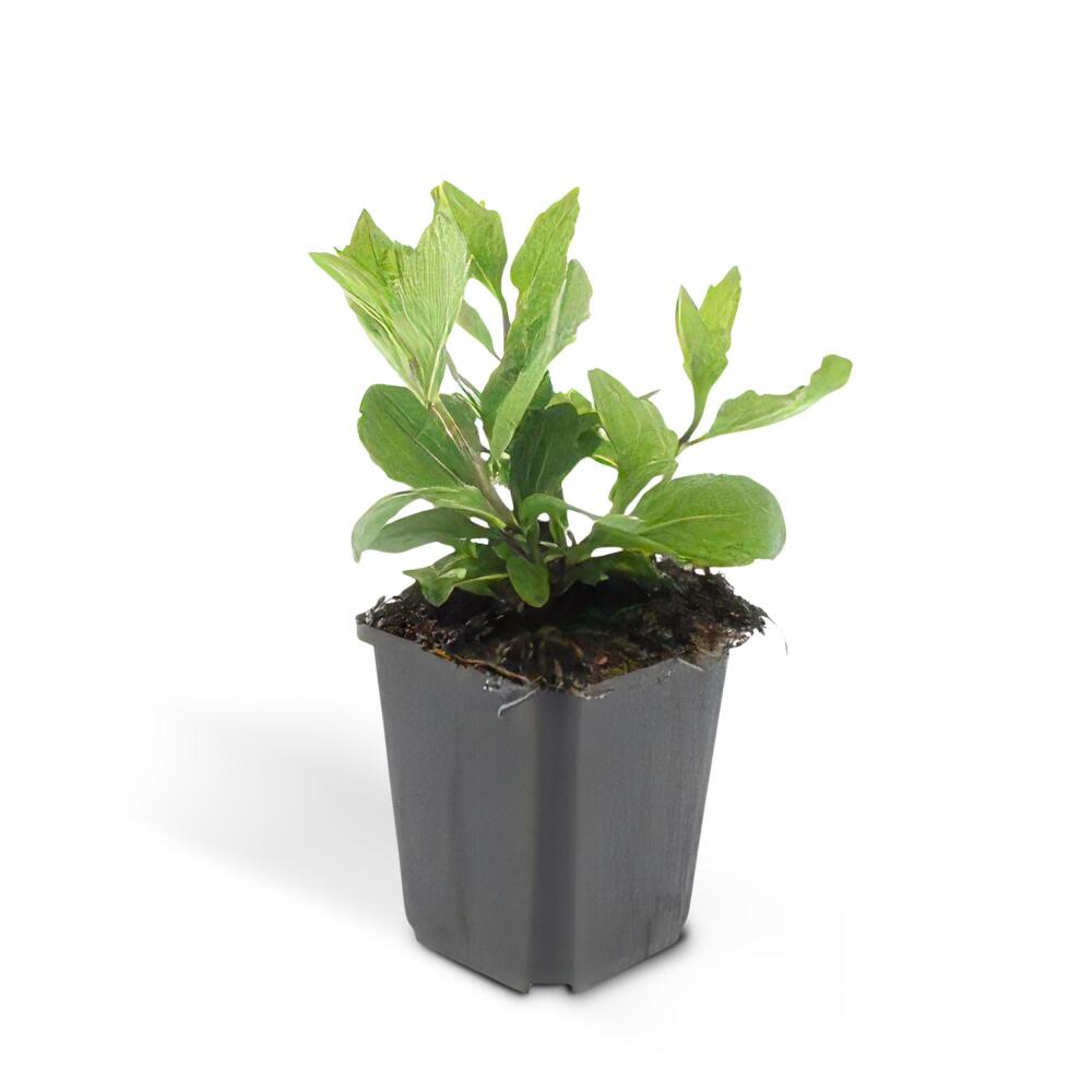 Unchanged original shop photograph: ornamental perennial — wild aster — Aster ageratioides ‘Asran’ — 9 cm pot