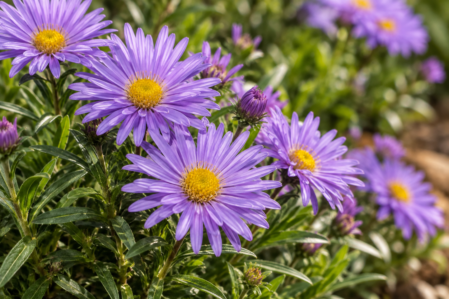 AI detail of later garden flowering: semi-double lavender-blue flowers with yellow centres