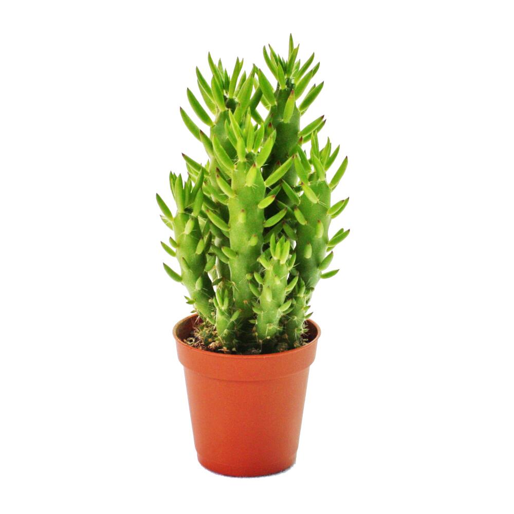 Awl-leaf cactus – original shop view 1