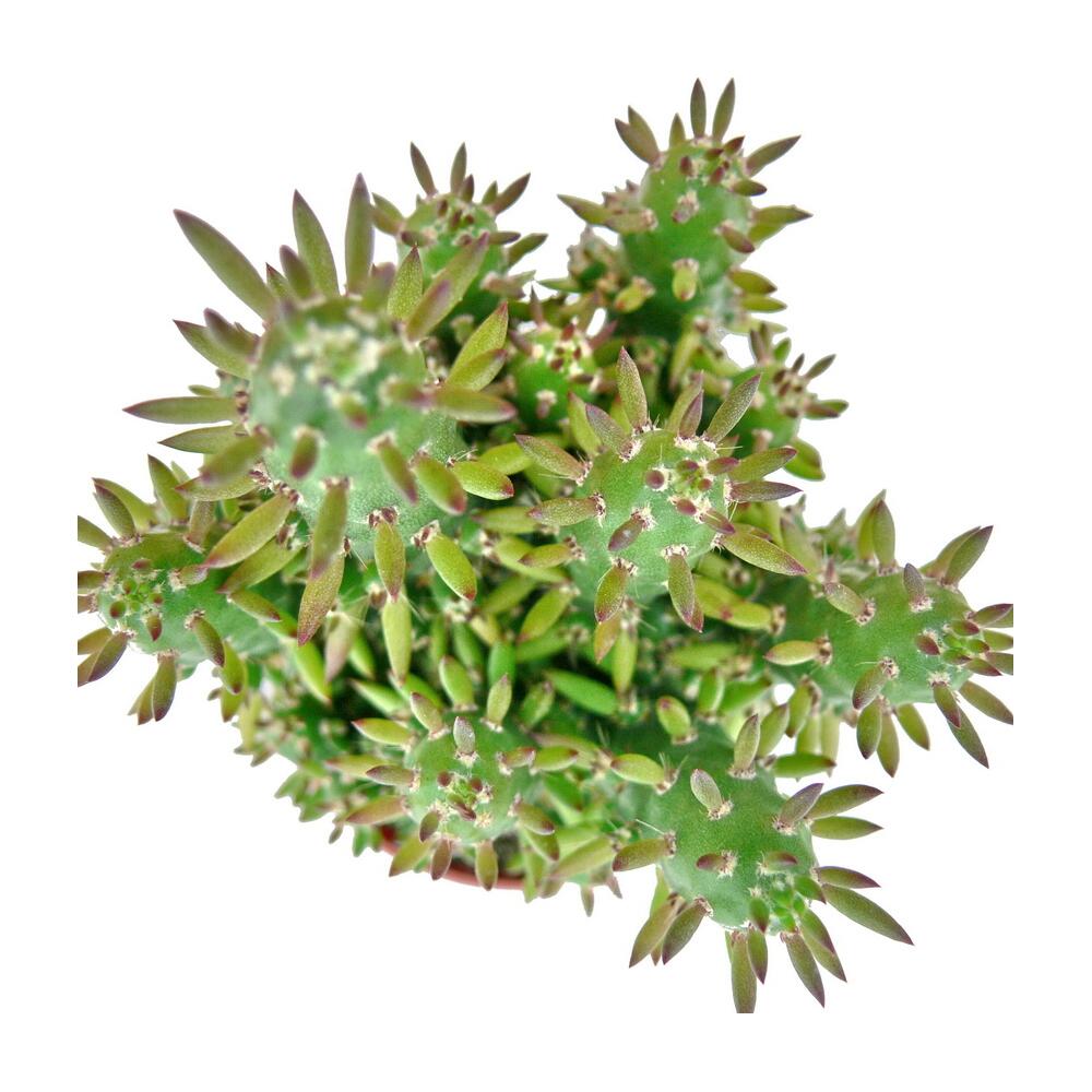 Awl-leaf cactus – original shop view 2