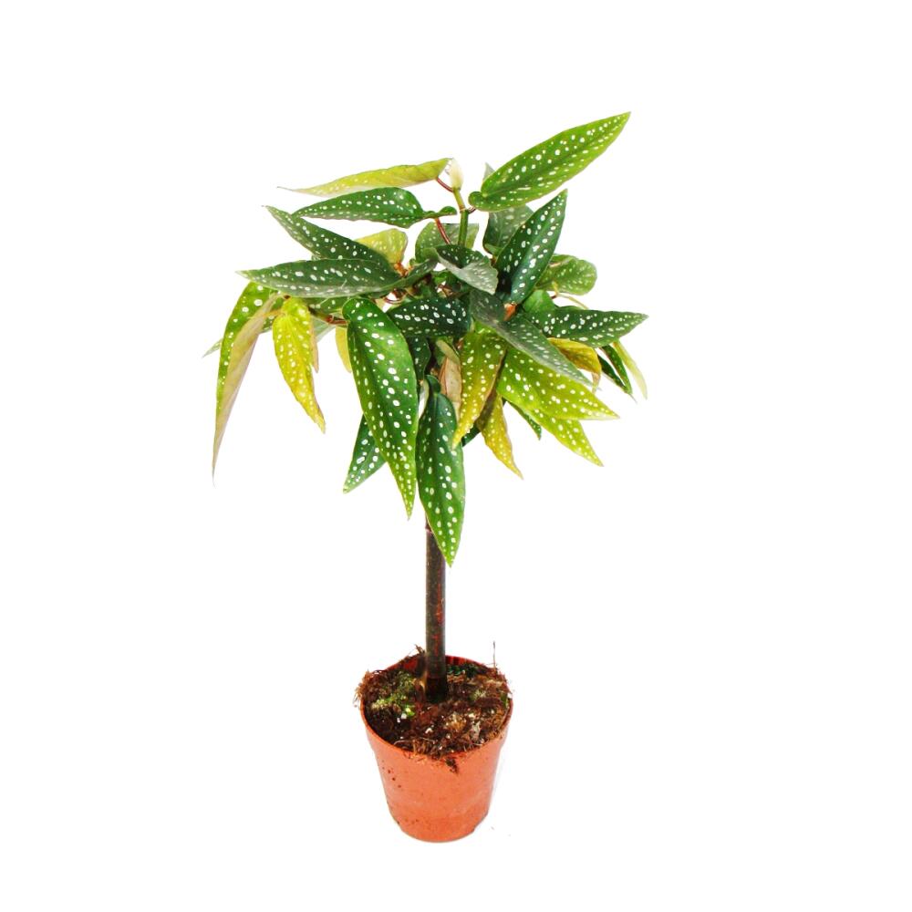 Unveränderte Original-Shopaufnahme: Tamaya-Begonie - Begonia albopicta - Begonien-Stämmchen - 9cm Topf