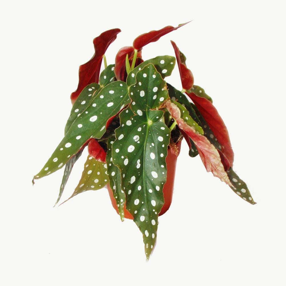 Unveränderte saubere Original-Shopaufnahme: Polka-Dot Begonie - Forellenbegonie - Begonia maculata wightii