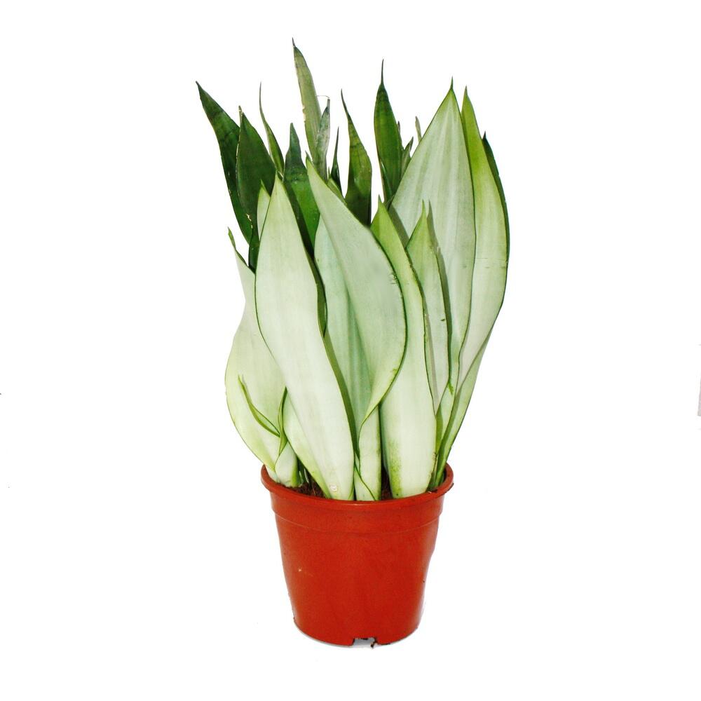 Sansevieria argenté – vue originale de la boutique 1