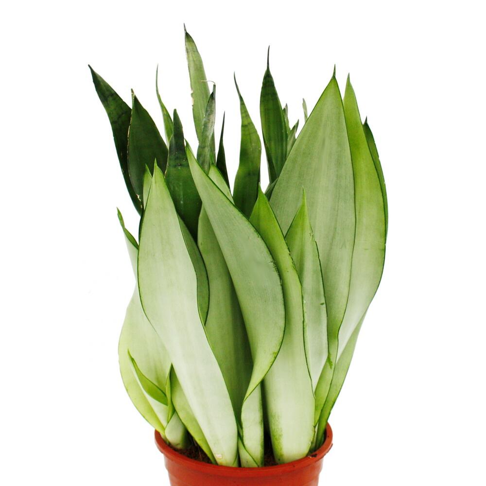 Sansevieria argenté – vue originale de la boutique 2