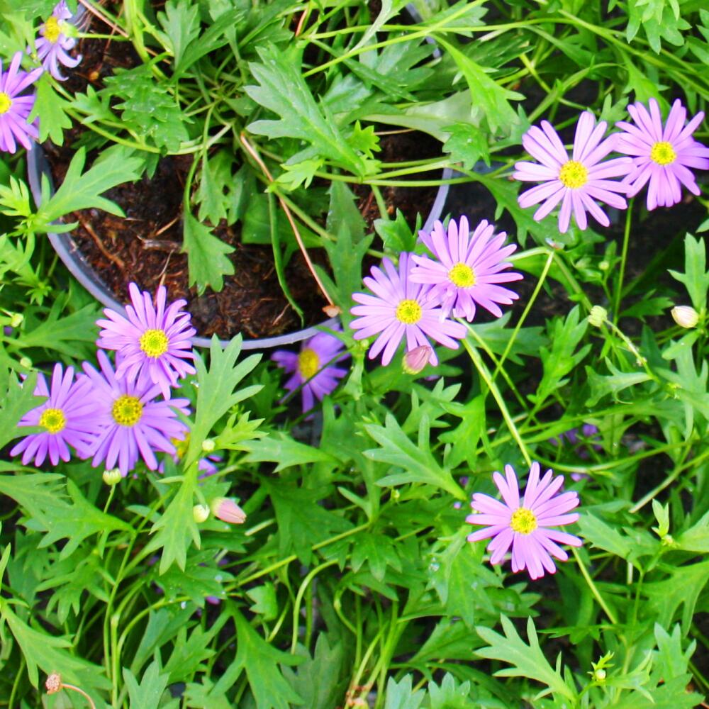 Original-Shopaufnahme: Blaues Gänseblümchen - Blaue Jungs - Brachyscome - 11cm - Set mit 3 Pflanzen