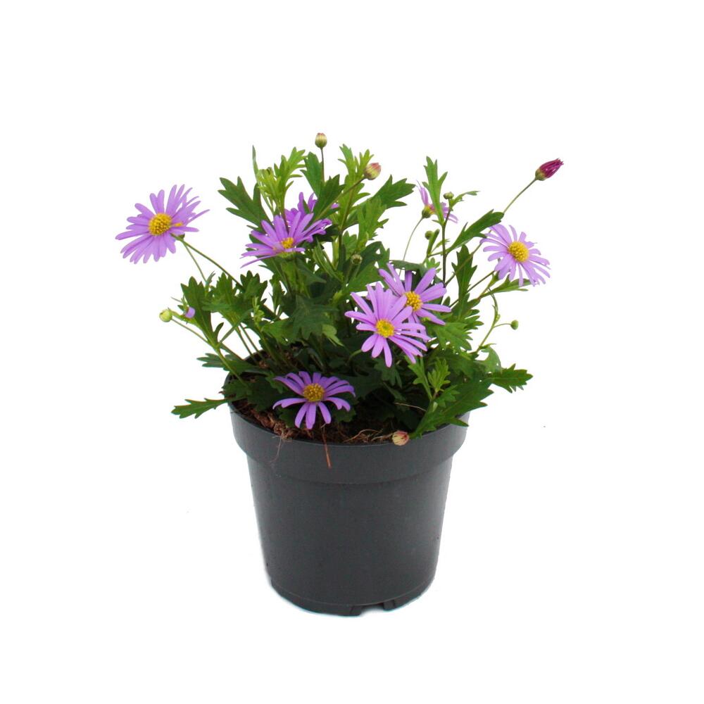 Original-Shopaufnahme: Blaues Gänseblümchen - Blaue Jungs - Brachyscome - 11cm - Set mit 3 Pflanzen
