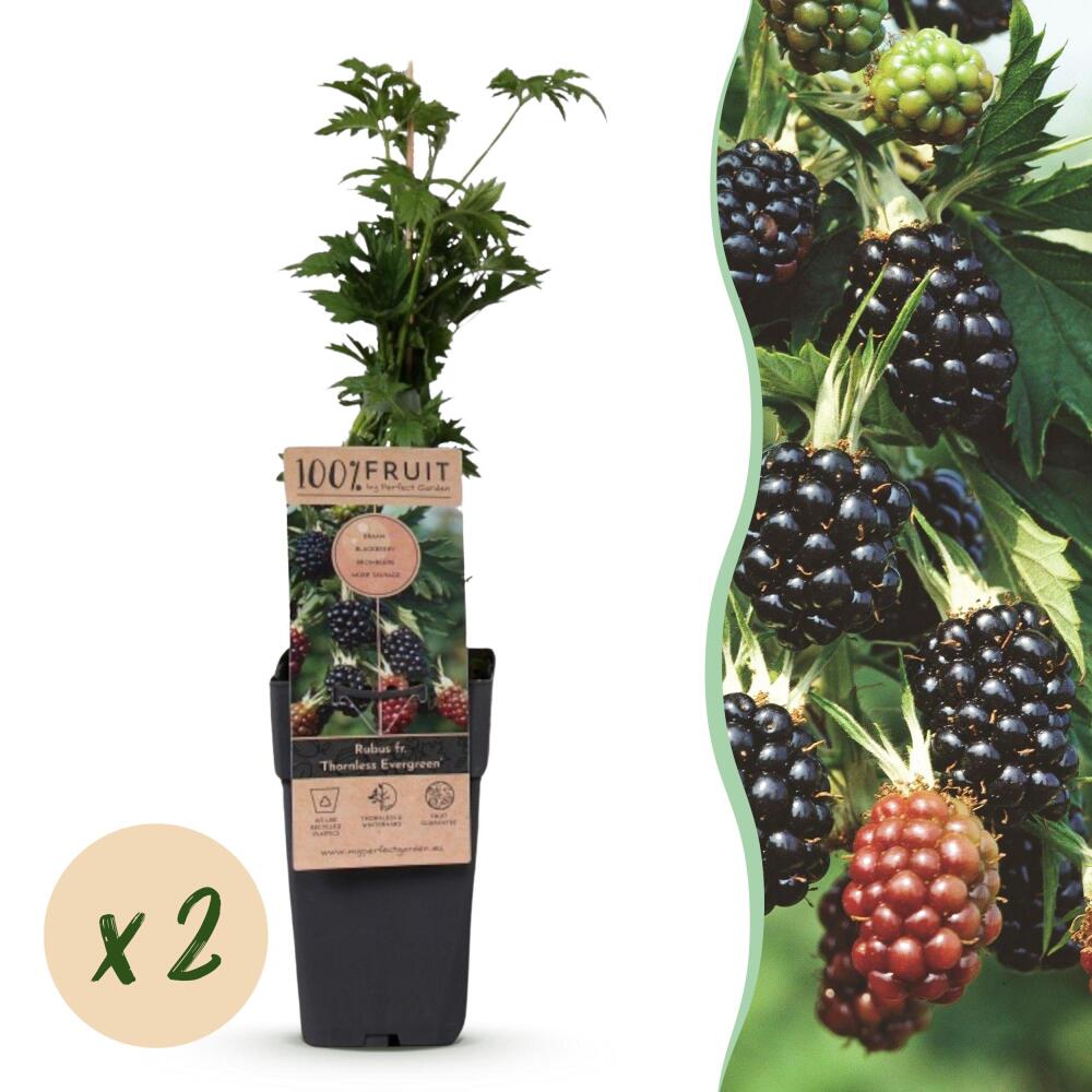 Brombeere Thornless Evergreen – Original-Shopansicht 1