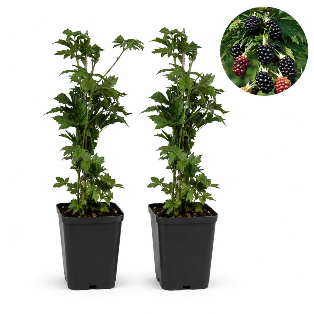 Brombeere Thornless Evergreen – Original-Shopansicht 2
