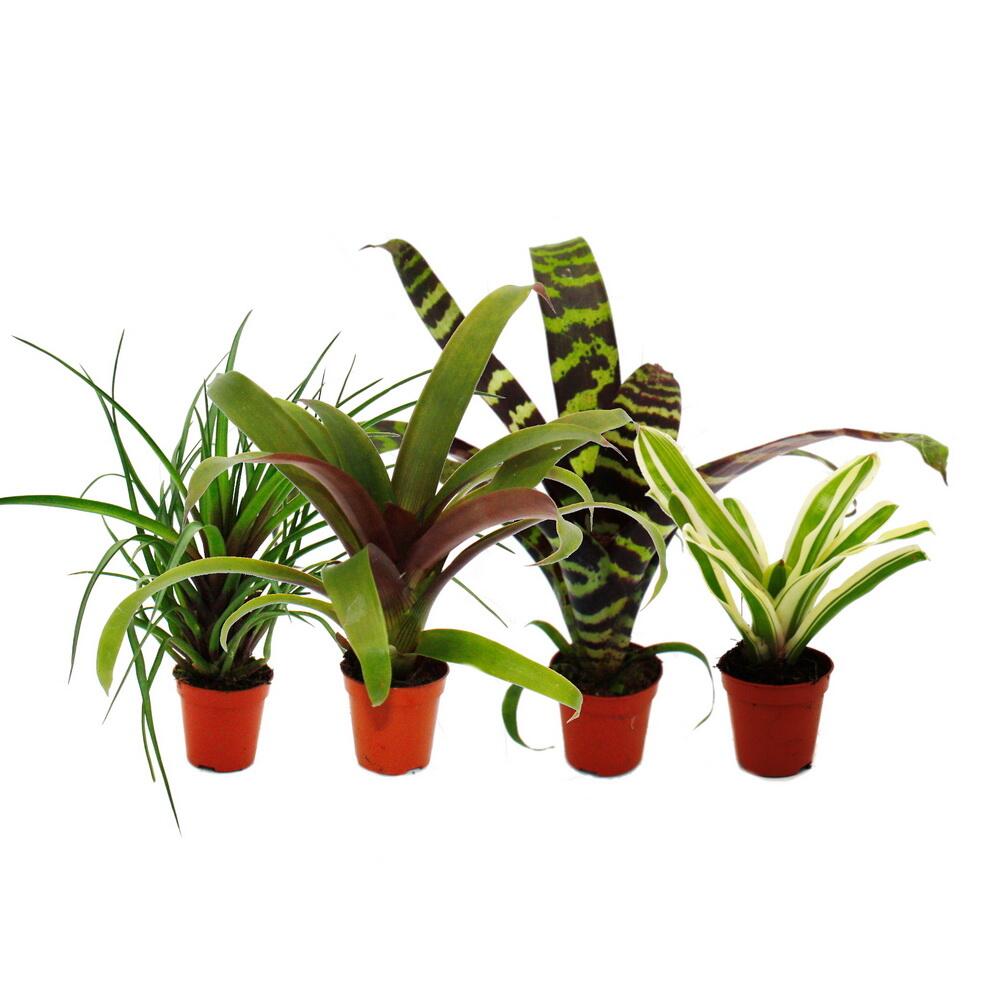 Original-Shopaufnahme: Mini-Bromelien-Set "Nature's Touch" - 4 Pflanzen mit ausgefallener natürlicher Optik - 5,5cm Topf