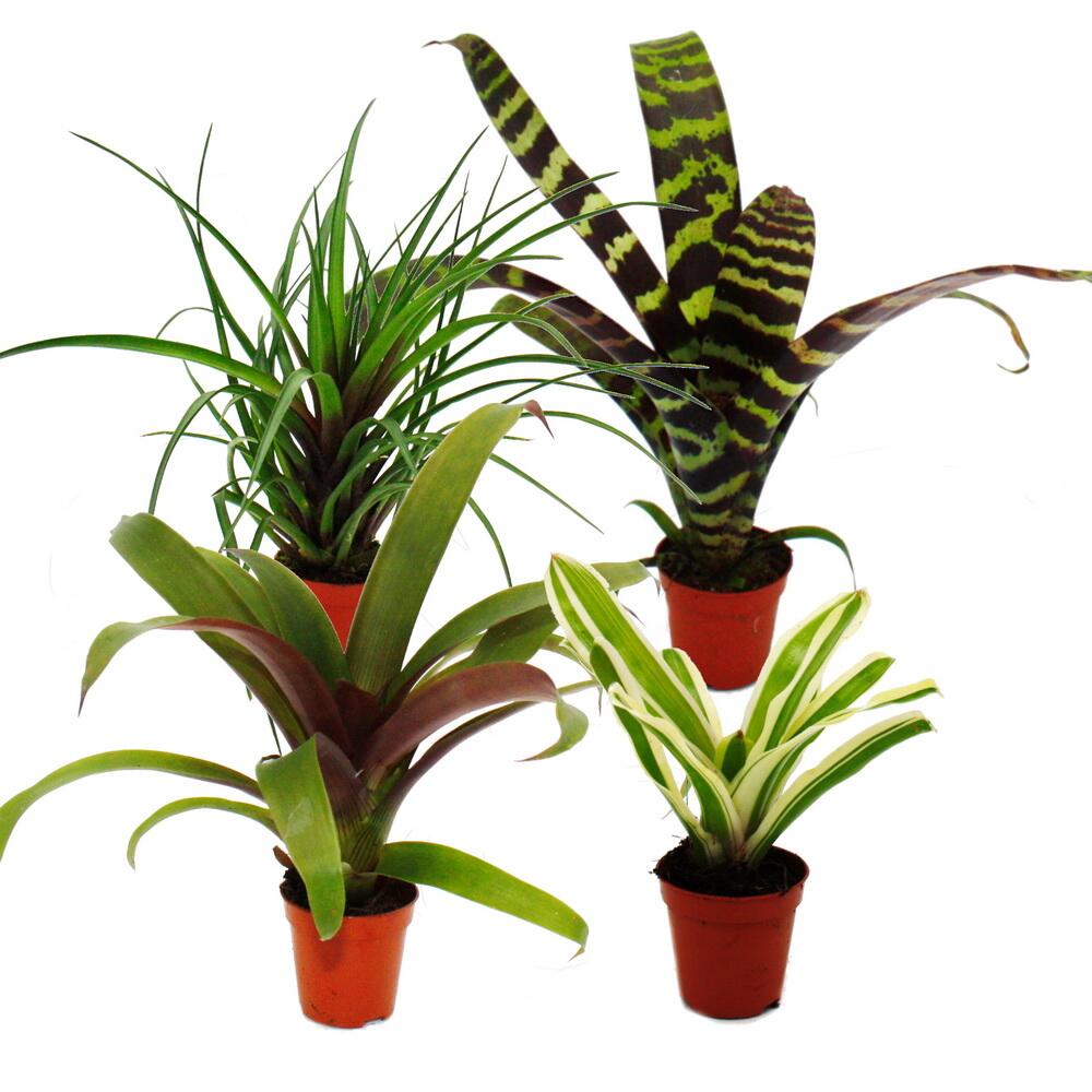 Original-Shopaufnahme: Mini-Bromelien-Set "Nature's Touch" - 4 Pflanzen mit ausgefallener natürlicher Optik - 5,5cm Topf