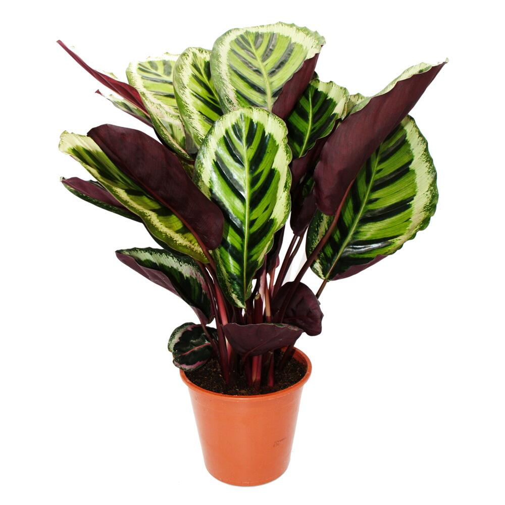 Original-Shopaufnahme: XXL-Schattenpflanze mit ausgef. Blattmuster Calathea roseapicta Angela 19cm Topf ca. 70-80cm hoch