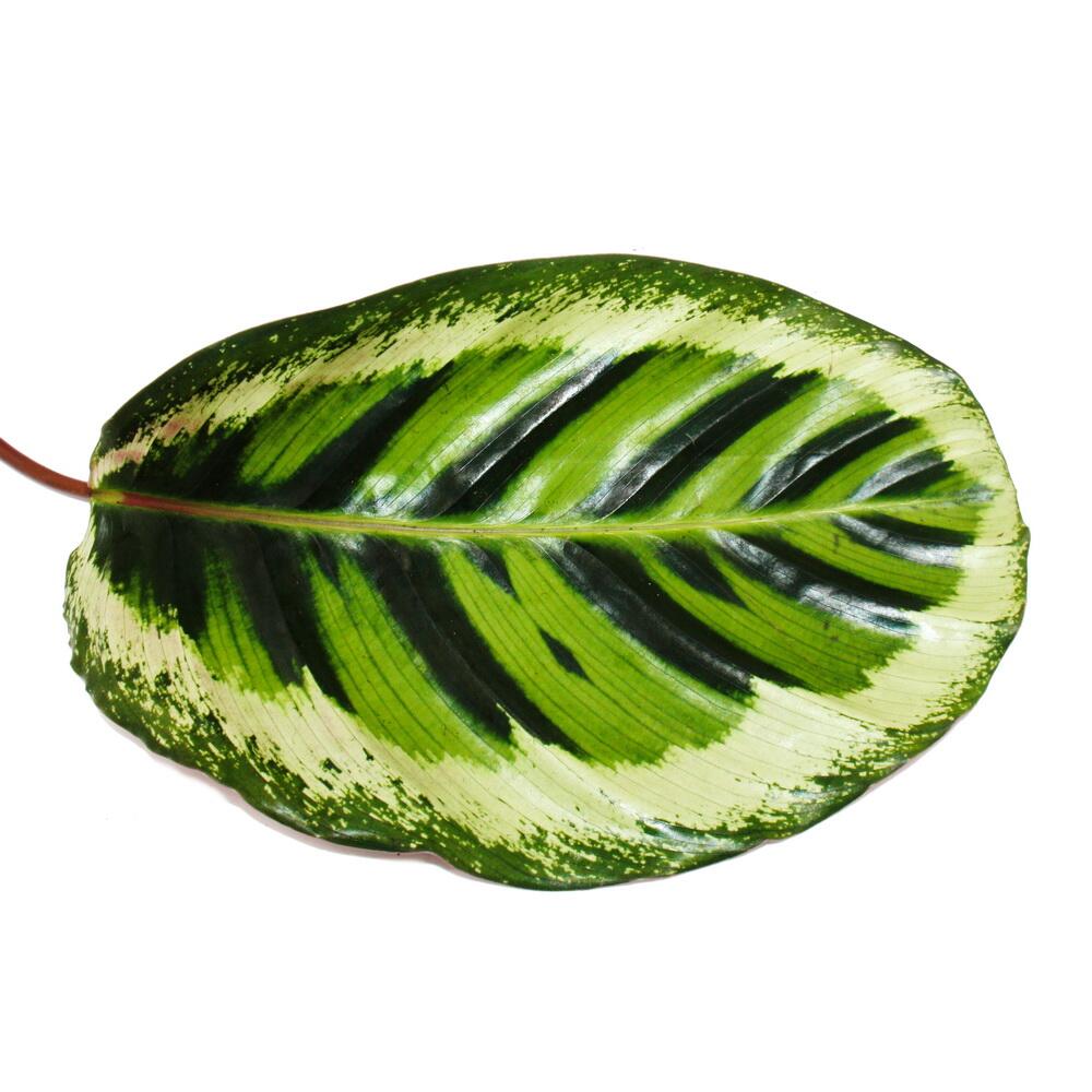 Original-Shopaufnahme: XXL-Schattenpflanze mit ausgef. Blattmuster Calathea roseapicta Angela 19cm Topf ca. 70-80cm hoch
