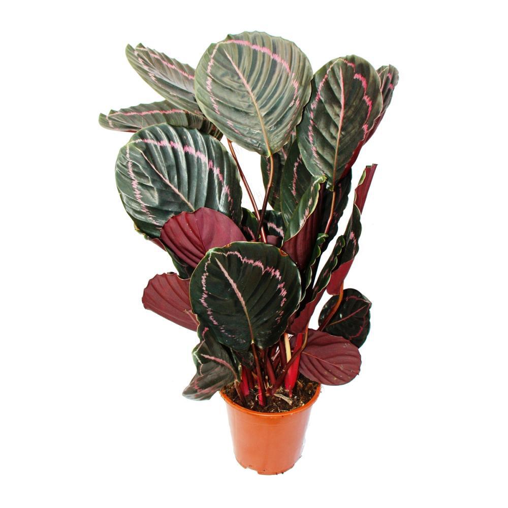 Unveränderte Original-Shopaufnahme: XXL-Schattenpflanze mit ausgefallenem Blattmuster - Calathea Dottie - 17cm Topf - ca. 60cm hoch