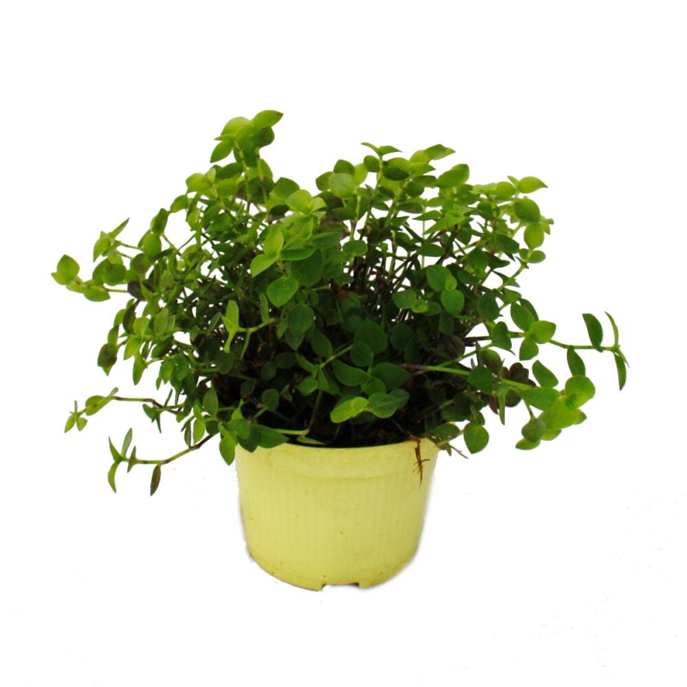 Unveränderte Original-Shopaufnahme von Callisia repens
