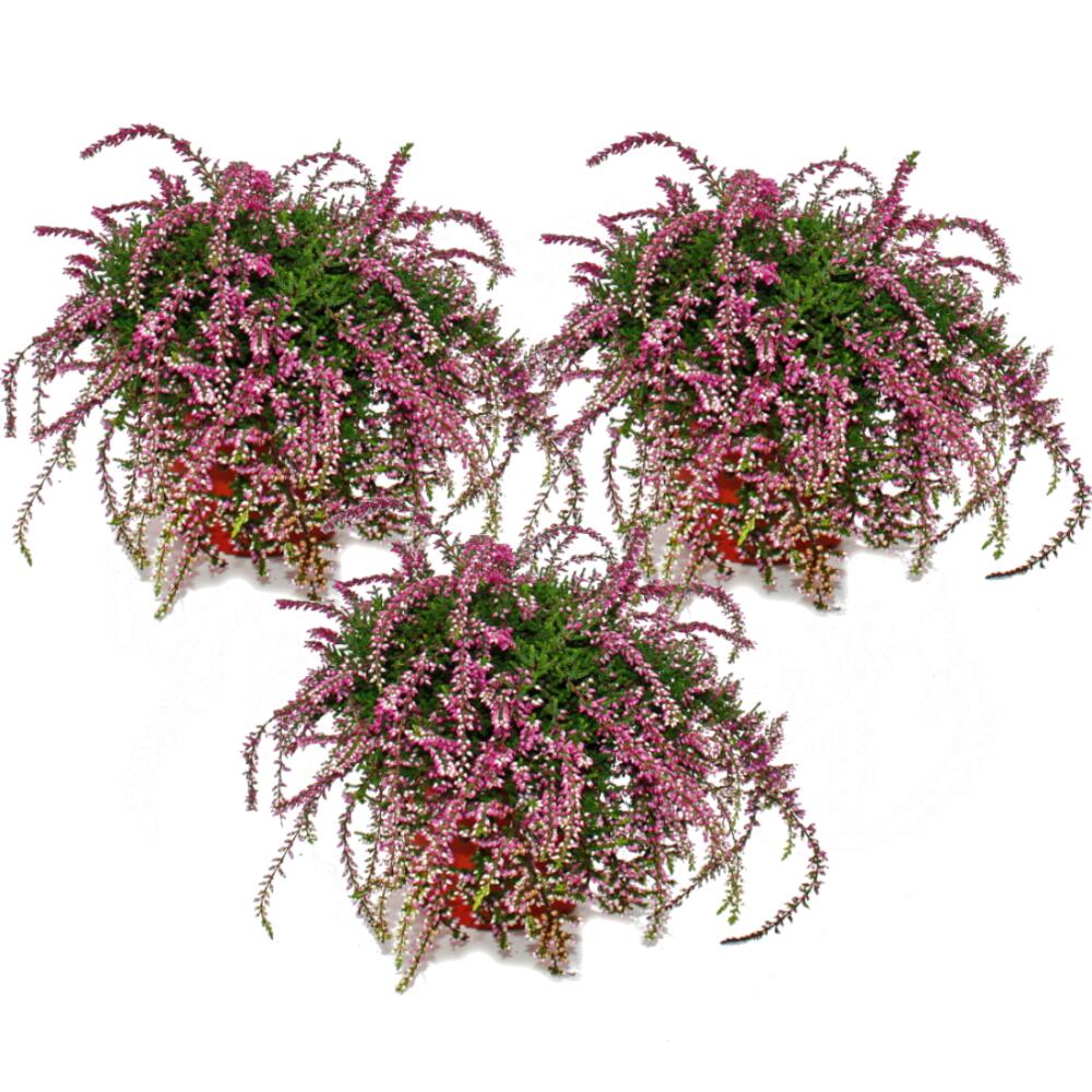 Original-Shopaufnahme: Hängende Calluna - Set mit 3 Pflanzen - hängende Besenheide - Heidepflanze - winterhart - 12cm Topf