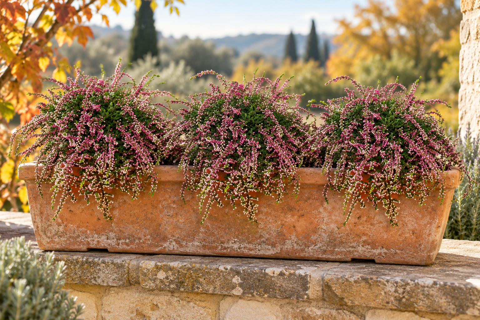 Drei hängende Besenheiden mit pinken Knospen und geschwungenen Trieben in einem herbstlichen Terrassenkasten