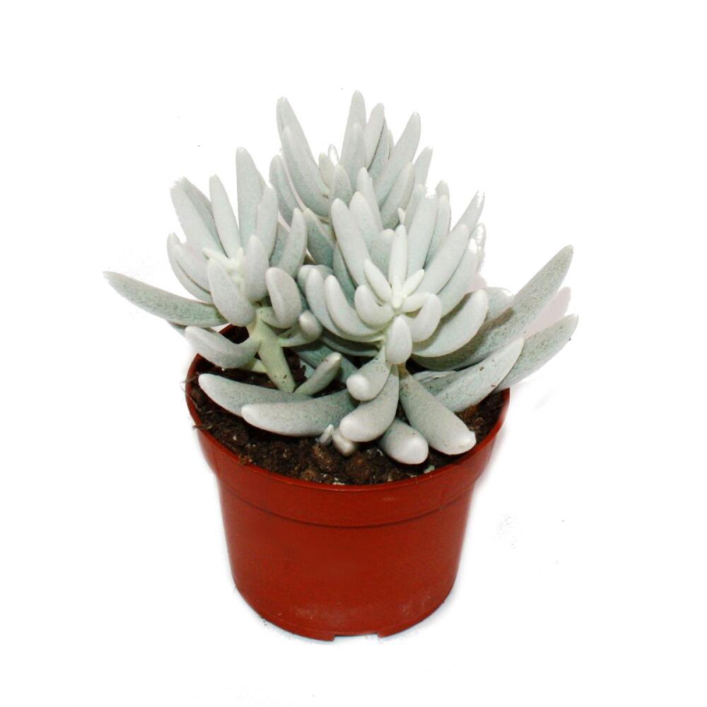 Felted Caputia tomentosa – original shop view 1