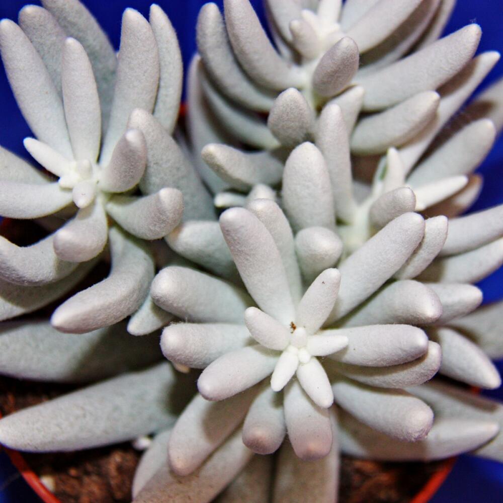 Felted Caputia tomentosa – original shop view 2