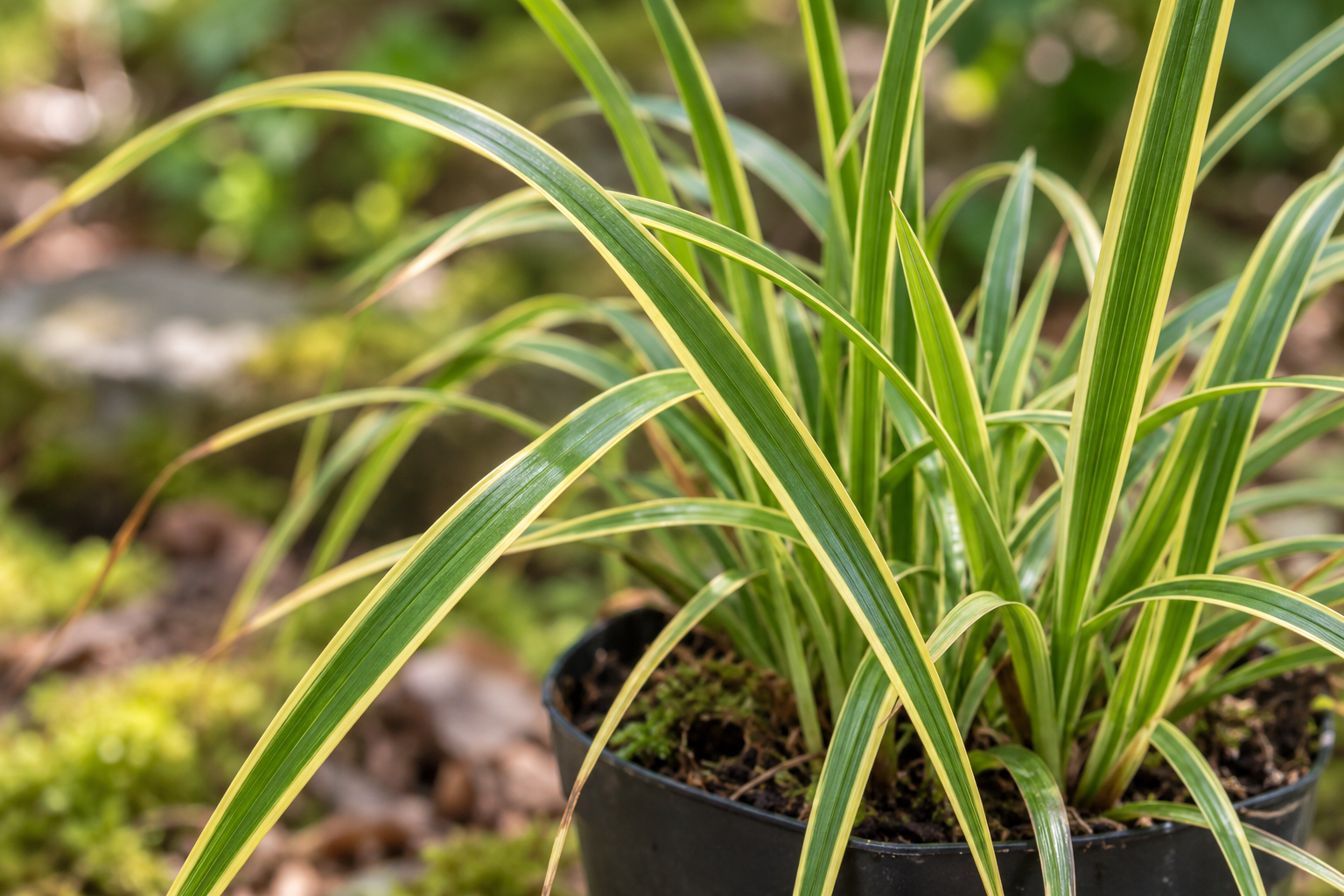 Detail of characteristic Aureovariegata golden-edged sedge leaves; AI-created view