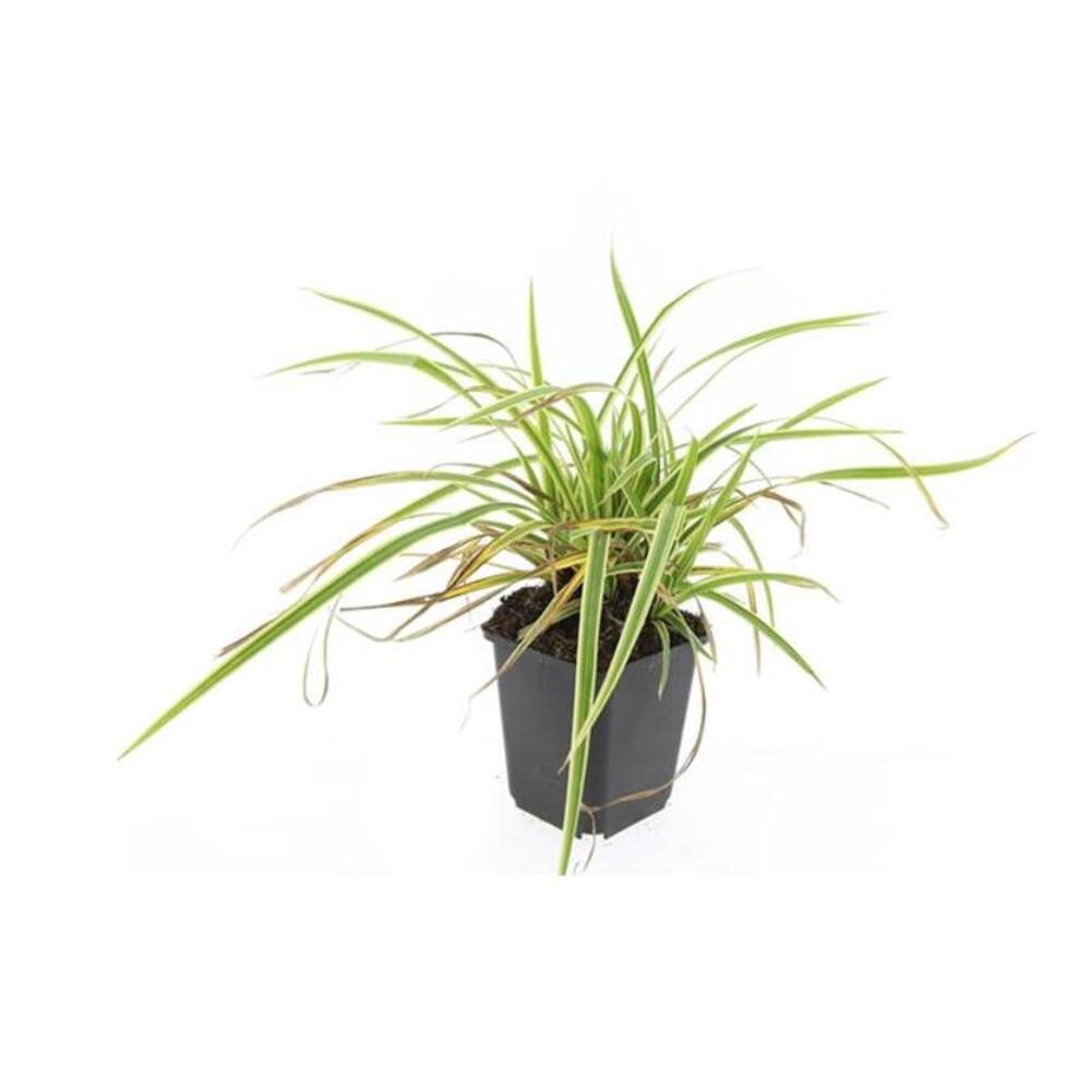Aureovariegata golden-edged sedge as a young non-flowering plant in a black 9 cm nursery pot in a clean original shop photograph