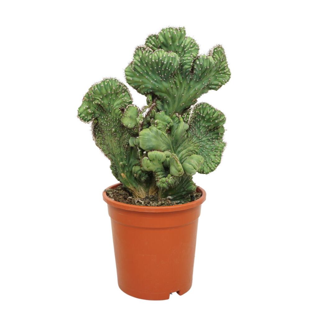 Photo de boutique inchangée du cactus Coral aux larges éventails verts côtelés et crêtes ondulées dans un pot brun rouge