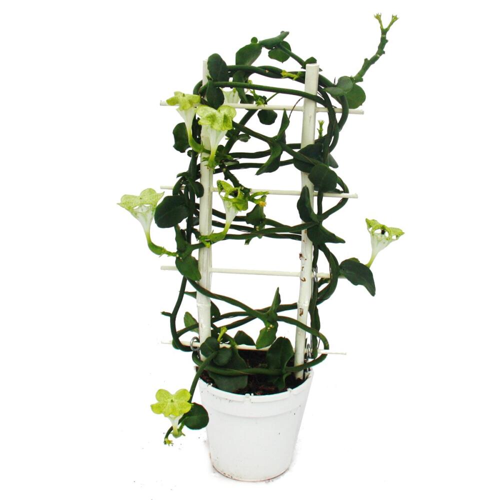 Original-Shopaufnahme: Kletternde Leuchterblume - Ceropegia sandersonii - 12cm Topf