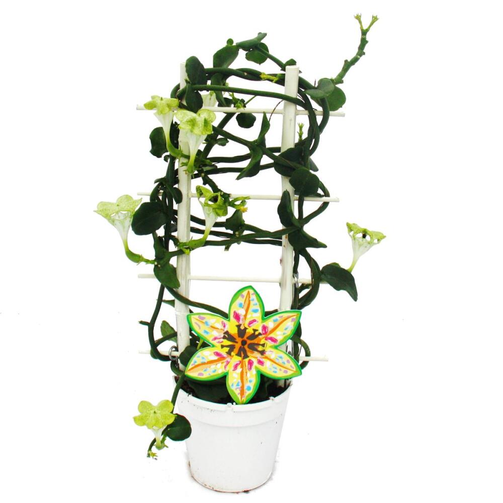 Original-Shopaufnahme: Kletternde Leuchterblume - Ceropegia sandersonii - 12cm Topf