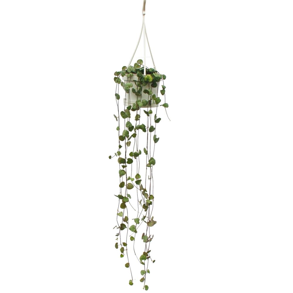 Leuchterblume – Original-Shopansicht 1