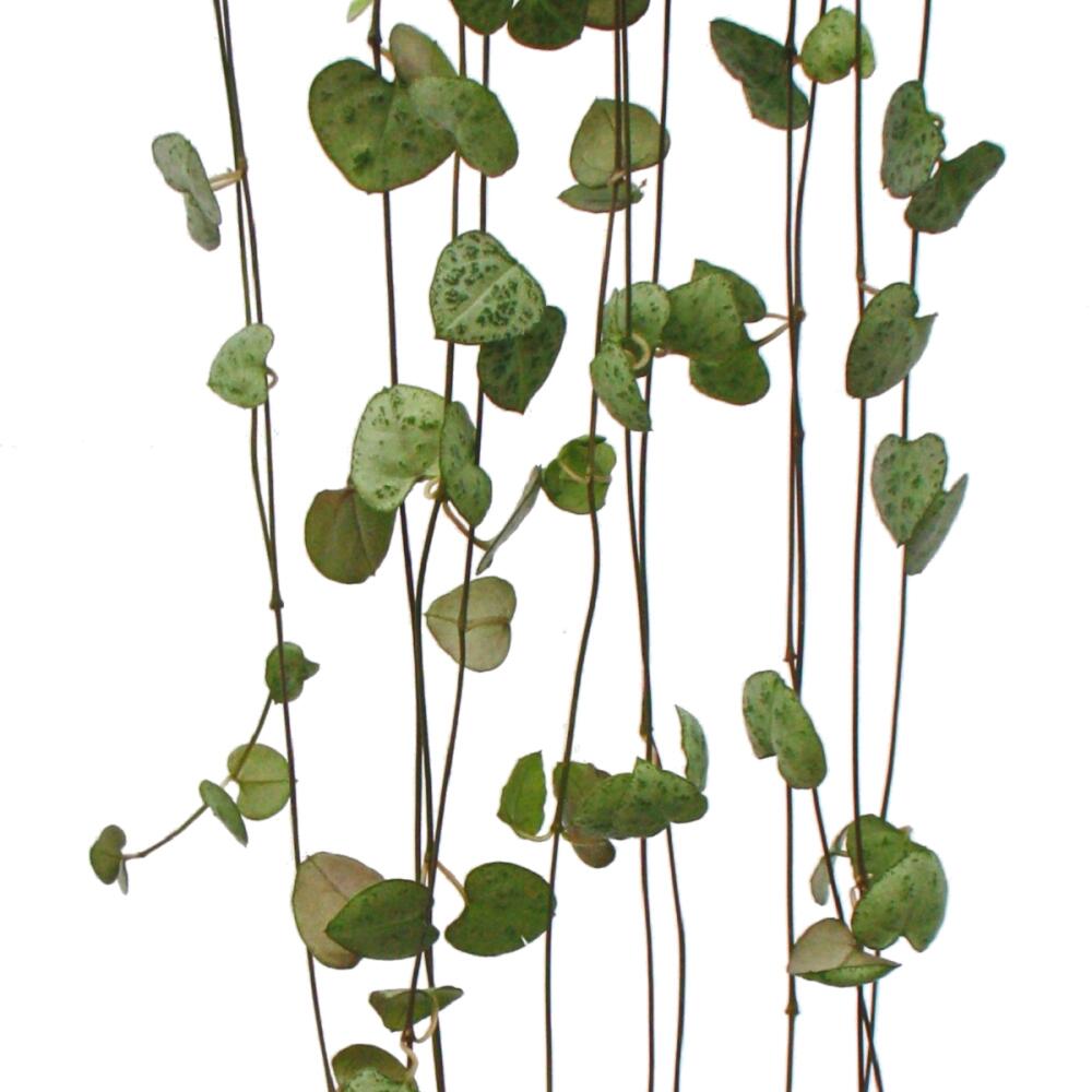Leuchterblume – Original-Shopansicht 2