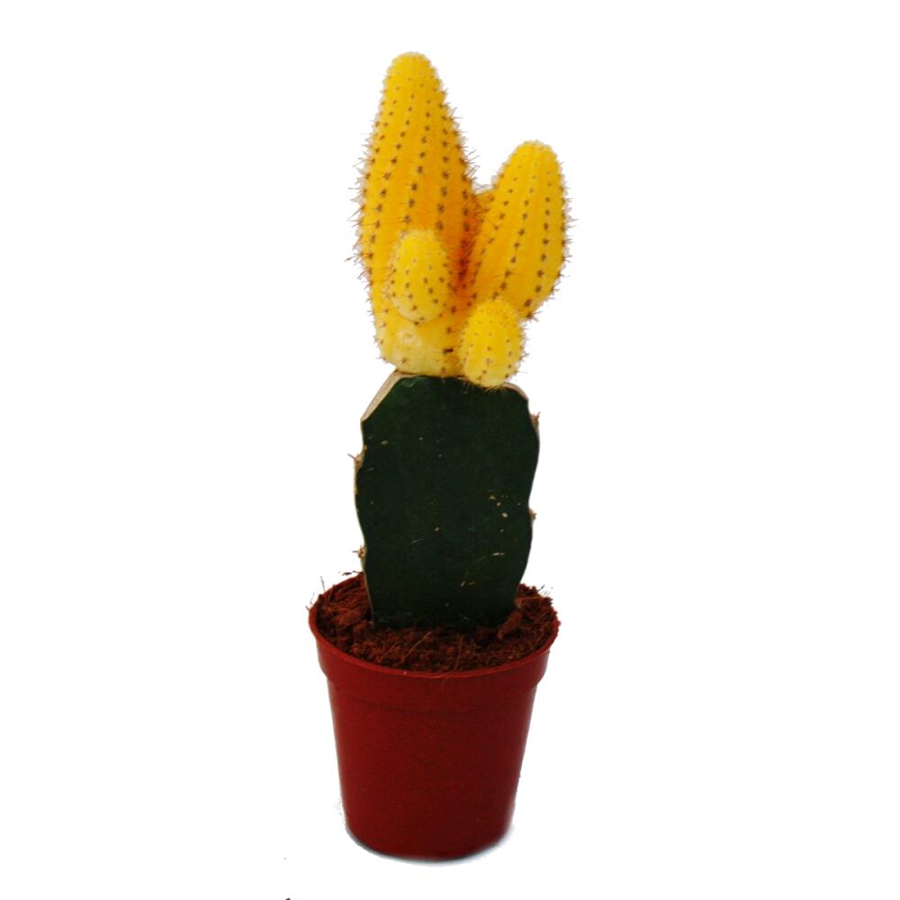 Unverändertes Original-Shopfoto von Echinopsis chamaecereus · gelbe gepfropfte Gartenform
