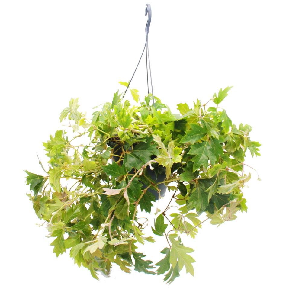 Unveränderte Original-Shopaufnahme: Zimmerpflanze zum Hängen - Königswein - Cissus rhombifolia Ellen Danica - 19cm Ampel-Topf zum Hängen