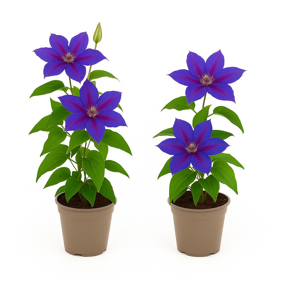Clematis Mrs N. Thompson in an unchanged clean original shop view