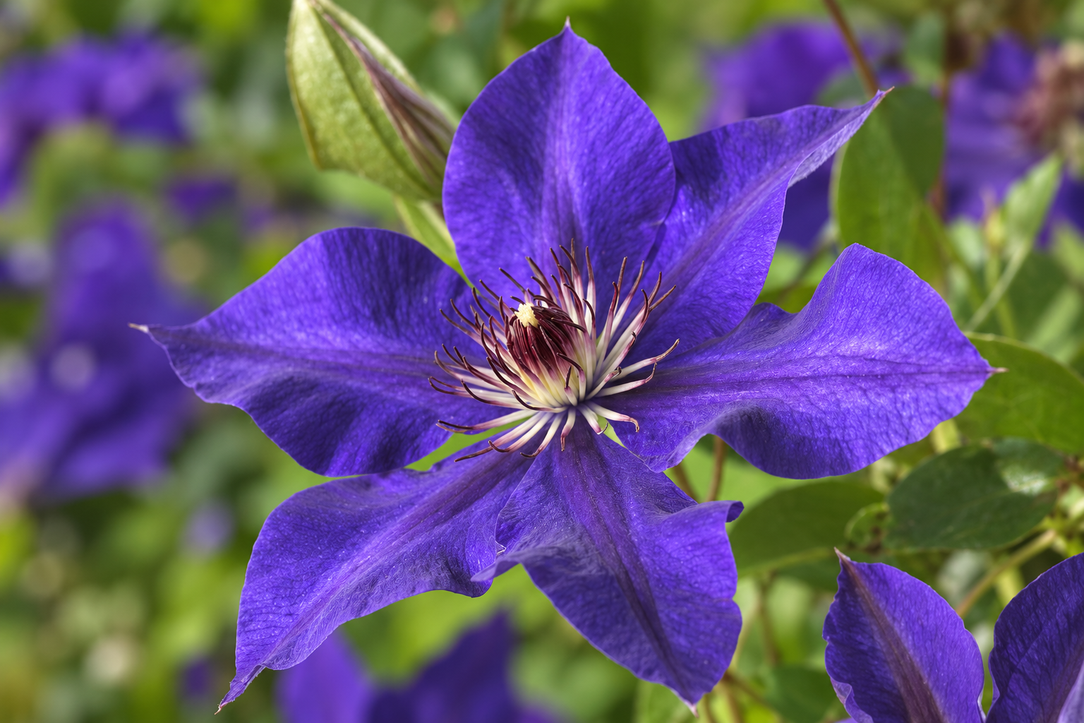 Clematis The President in a botanical flower detail view; AI-created