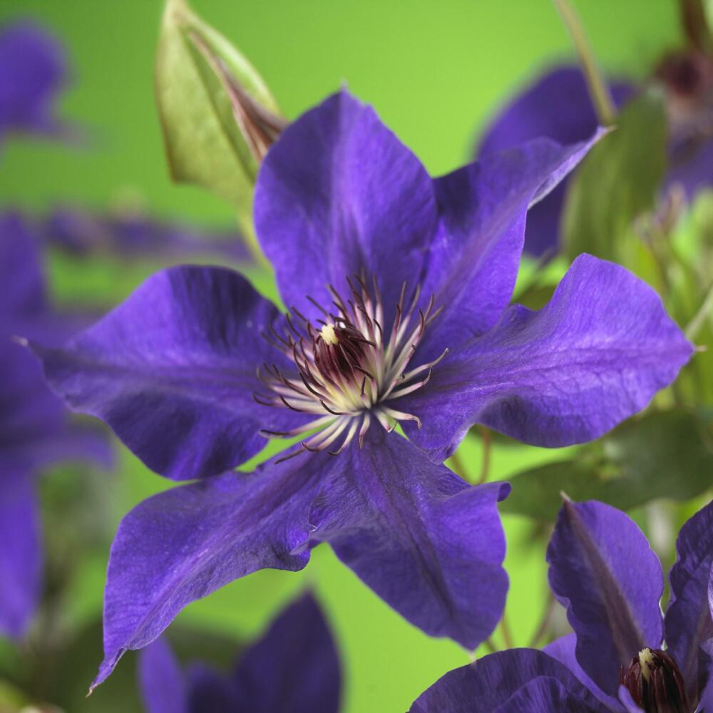 Clematis The President in an unchanged clean original shop view